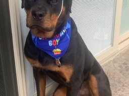 Tank